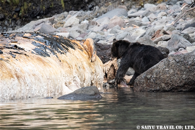 Shiretoko Peninsula: Brown Bears and Whales Drifting Ashore